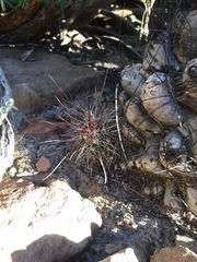 Hamatocactus hamatacanthus hamatacanthus