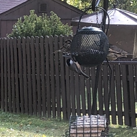 Carolina Chickadee photographed in Indiana
