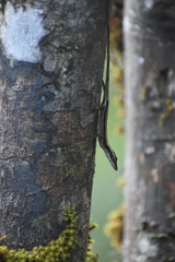Anolis alutaceus