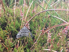 Entephria caesiata