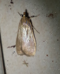 Achyra affinitalis
