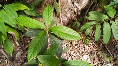 Atractocarpus hirtus