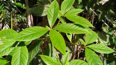 Atractocarpus hirtus