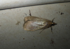 Achyra affinitalis