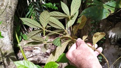 Atractocarpus hirtus