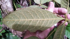 Atractocarpus hirtus