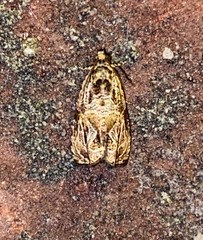 Olethreutes permundana