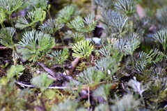 Elaphoglossum peltatum