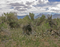 Thelypodium crispum