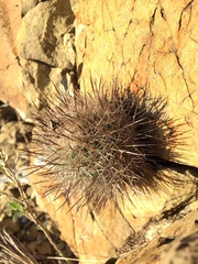 Rapicactus beguinii