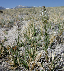 Thelypodium crispum
