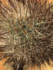 Rapicactus beguinii
