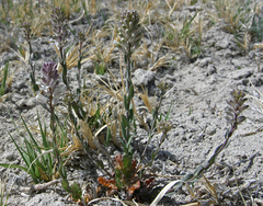 Thelypodium crispum