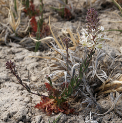Thelypodium crispum