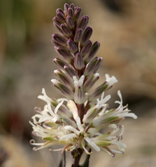 Thelypodium crispum