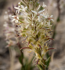 Thelypodium crispum