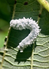 Macremphytus testaceus