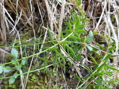 Campanula cespitosa