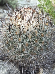 Rapicactus beguinii