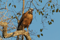 Black-Collared Hawk photo 4