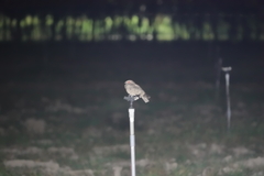 Caprimulgus affinis stictomus