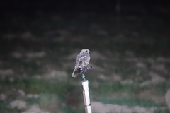 Caprimulgus affinis stictomus