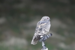 Caprimulgus affinis stictomus