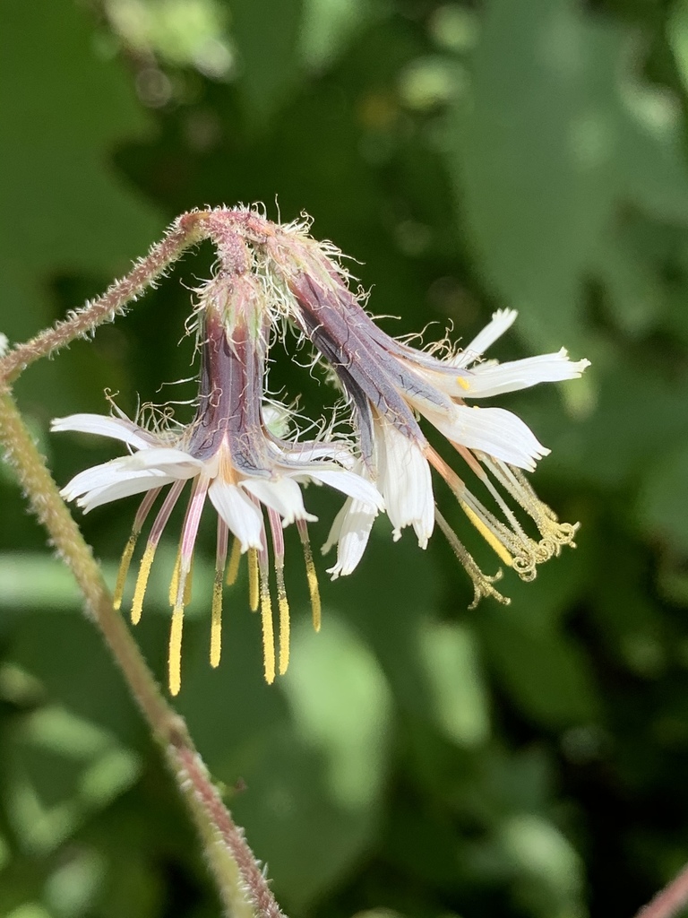 chicories, dandelions, and allies