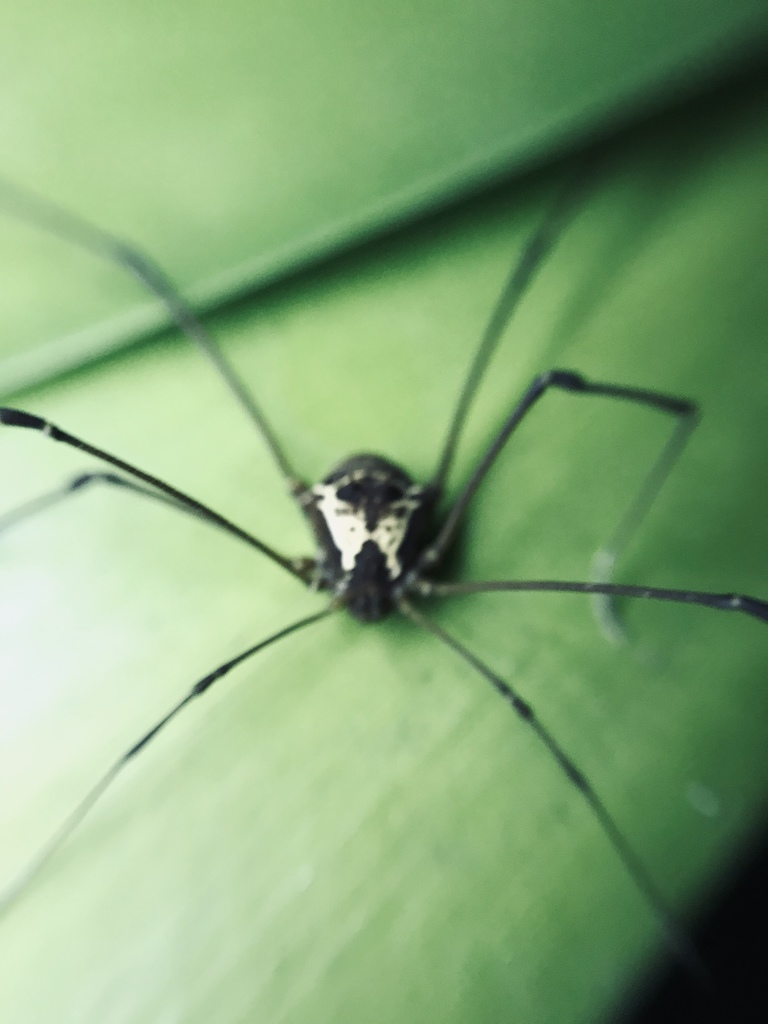 daddy longlegs