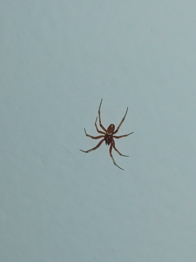 Red-and-white Asagena