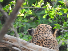Panthera pardus kotiya