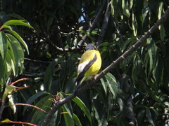 Coccothraustes abeillei