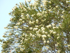 Melaleuca trichostachya