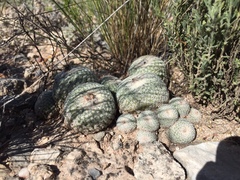 Epithelantha greggii