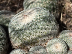 Epithelantha greggii