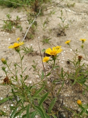 Pentanema sabuletorum