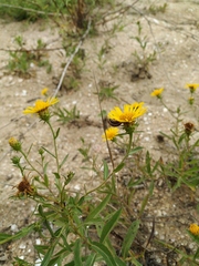 Pentanema sabuletorum