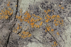 Caloplaca californica