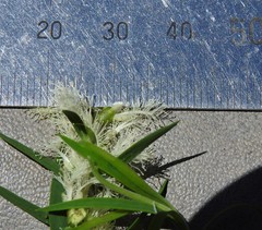 Melaleuca trichostachya