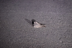 Caprimulgus affinis stictomus