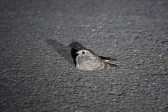 Caprimulgus affinis stictomus