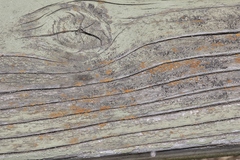 Caloplaca californica