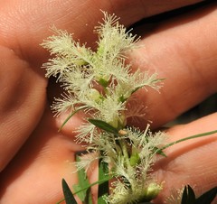 Melaleuca trichostachya