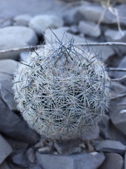 Echinomastus mariposensis