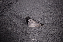 Caprimulgus affinis stictomus