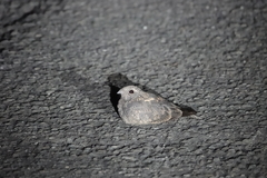 Caprimulgus affinis stictomus