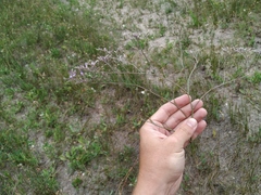 Limonium sareptanum