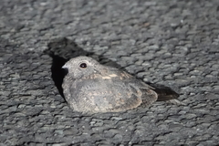 Caprimulgus affinis stictomus