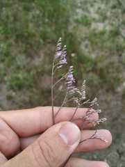 Limonium sareptanum