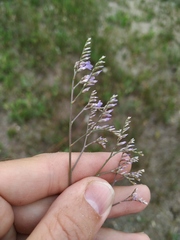 Limonium sareptanum